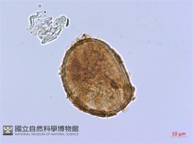 樸氏雙蓋蕨、毛柄蹄蓋蕨藏品圖，第3張