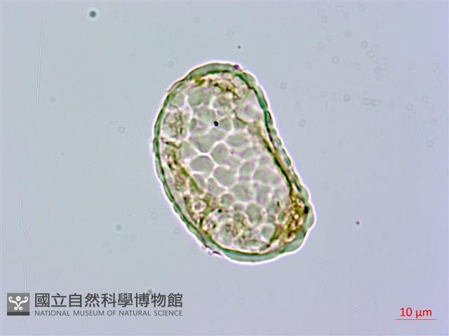 小膜蓋蕨藏品圖，第2張
