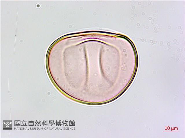 叢葉鐵角蕨藏品圖，第3張