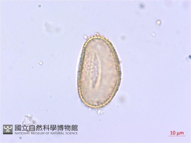過溝菜蕨藏品圖，第2張