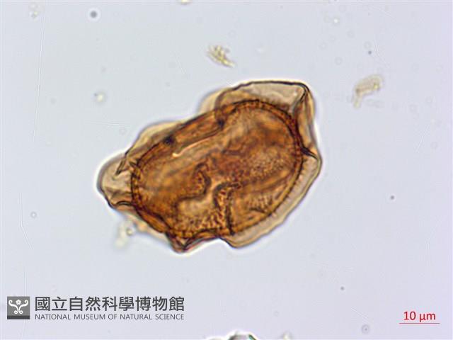 斜葉鐵角蕨藏品圖，第2張