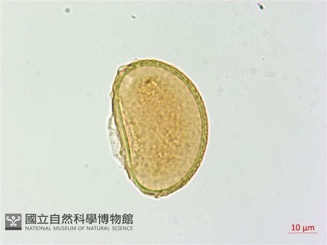 對生蹄蓋蕨藏品圖，第2張