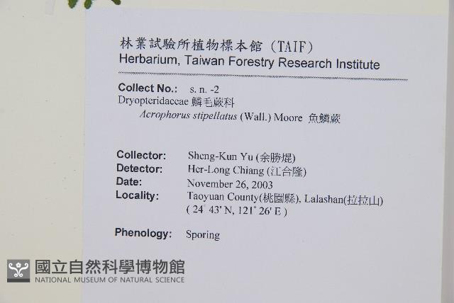 魚鱗蕨藏品圖，第24張