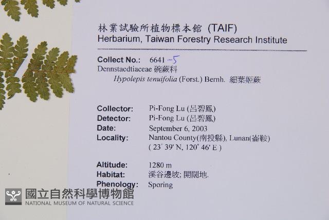 細葉姬蕨藏品圖，第22張