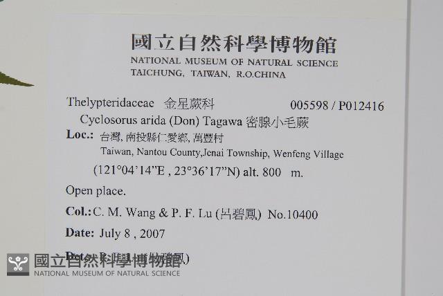 密腺小毛蕨藏品圖，第8張