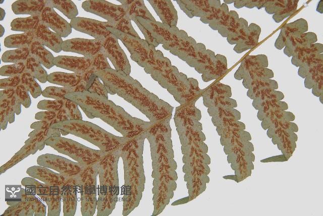 德氏雙蓋蕨藏品圖，第9張