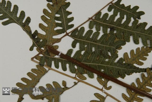 黃腺羽蕨藏品圖，第13張
