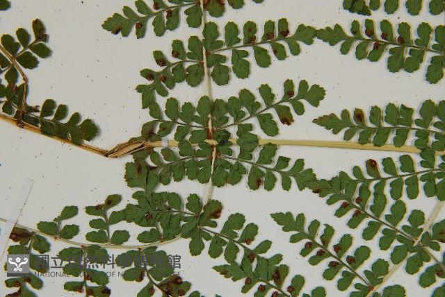 魚鱗蕨藏品圖，第12張