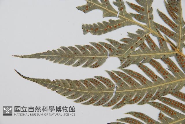 東方狗脊蕨藏品圖，第10張