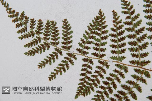 闊葉鱗毛蕨藏品圖，第10張