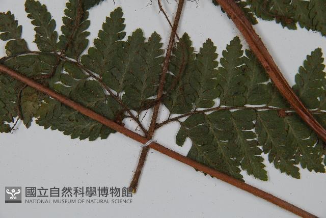 毛果鱗蓋蕨藏品圖，第10張