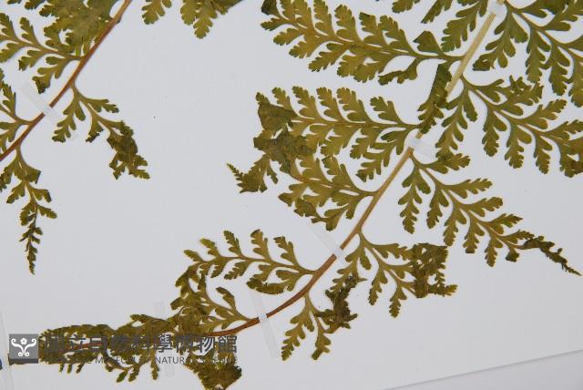 熱帶鱗蓋蕨藏品圖，第10張