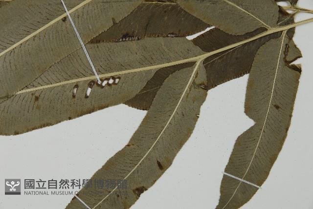 華鳳丫蕨藏品圖，第10張