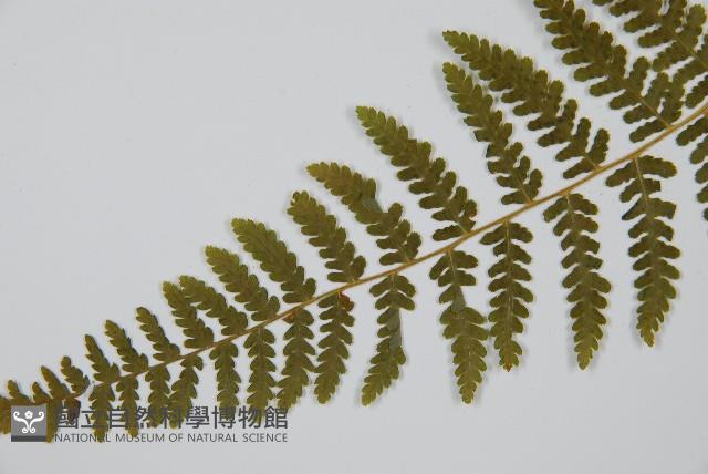 姬蕨藏品圖，第10張