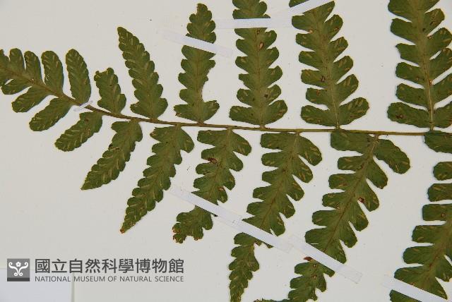 翅柄雙蓋蕨藏品圖，第9張