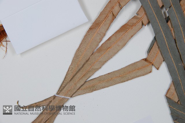 蘇鐵蕨藏品圖，第10張