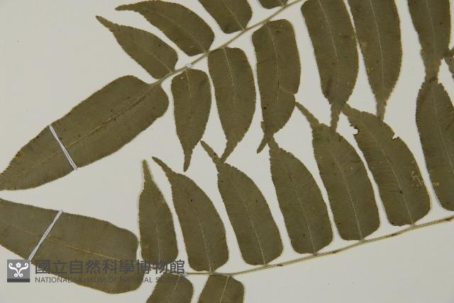 高山鳳丫蕨藏品圖，第10張