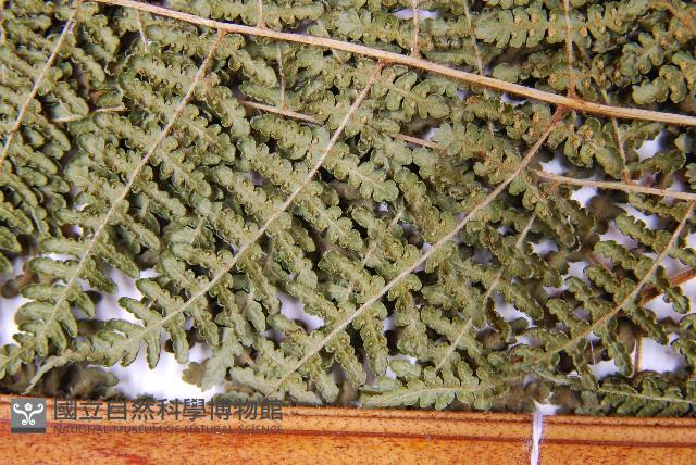 細葉姬蕨藏品圖，第10張