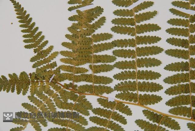 細葉姬蕨藏品圖，第10張