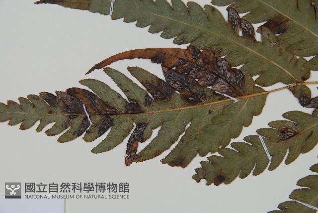 日本狗脊蕨藏品圖，第10張