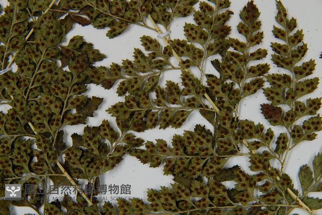 臺灣兩面複葉耳蕨藏品圖，第8張