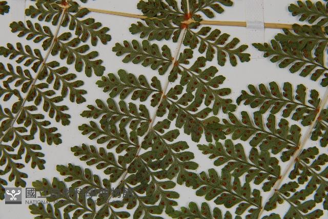 魚鱗蕨藏品圖，第10張