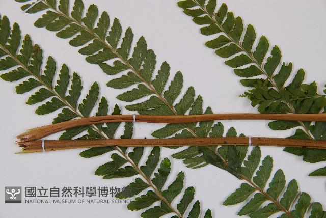 熱帶鱗蓋蕨藏品圖，第10張