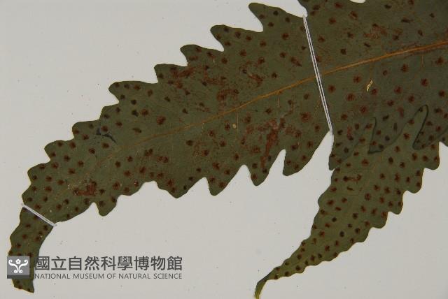 蛇脈三叉蕨藏品圖，第10張