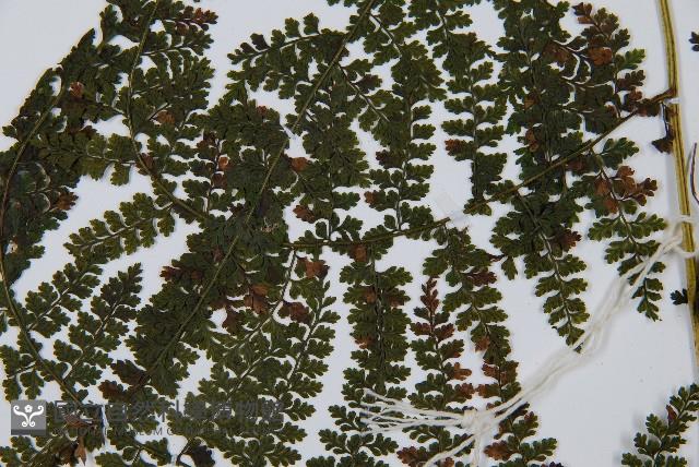 稀子蕨藏品圖，第10張