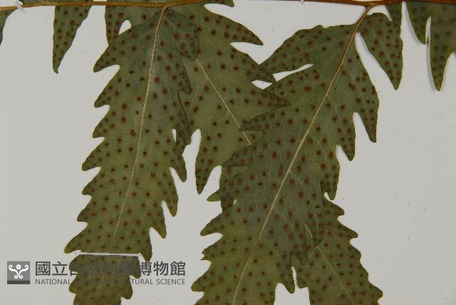 葛氏三叉蕨藏品圖，第10張