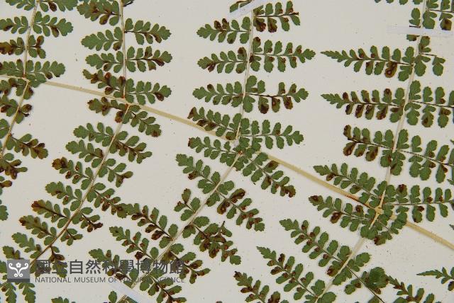 魚鱗蕨藏品圖，第32張