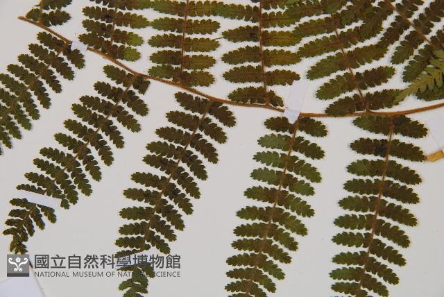 細葉姬蕨藏品圖，第20張
