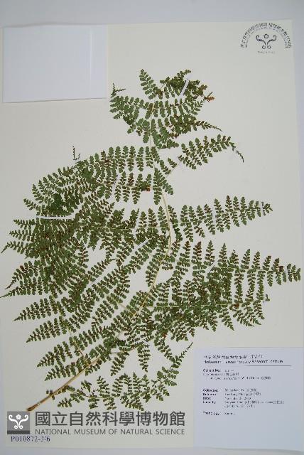魚鱗蕨藏品圖，第13張