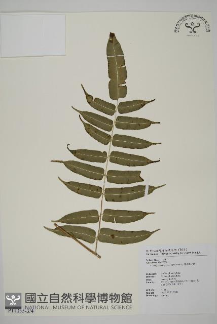 高山鳳丫蕨藏品圖，第11張