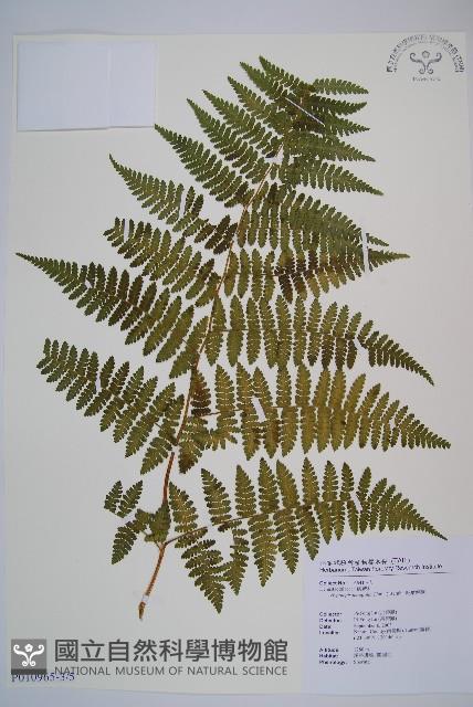 細葉姬蕨藏品圖，第11張