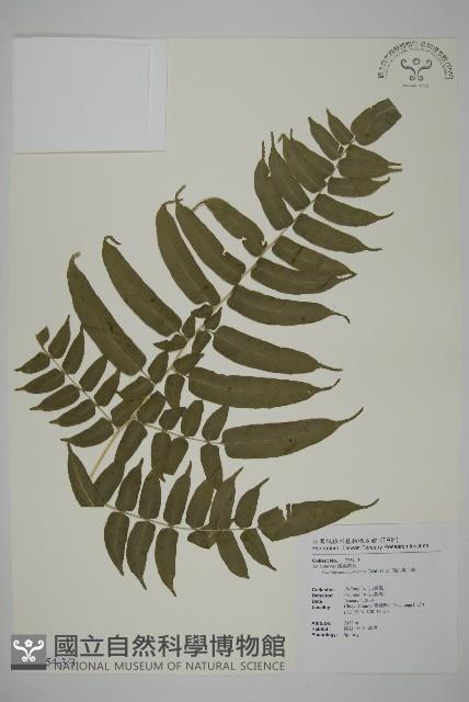 高山鳳丫蕨藏品圖，第6張