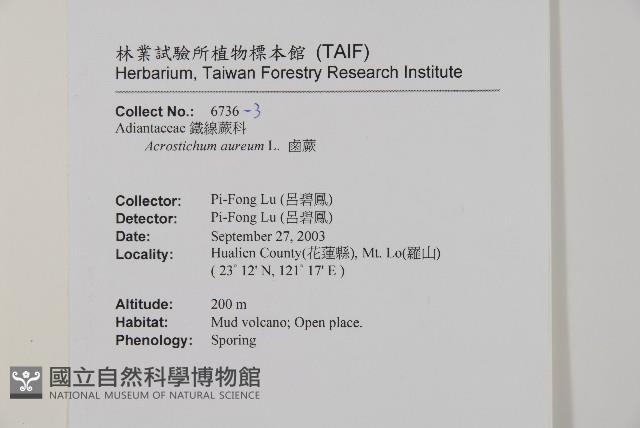 鹵蕨藏品圖，第9張