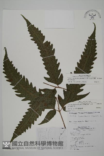 蛇脈三叉蕨藏品圖，第11張
