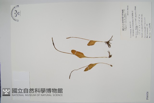 鈍頭瓶爾小草、狹葉瓶爾小草藏品圖，第1張