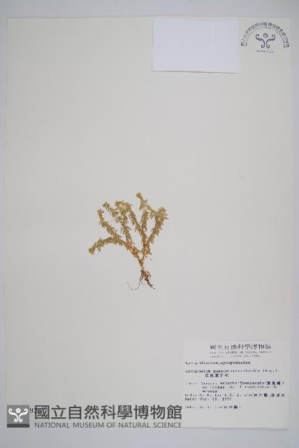 蛇足石杉、千層塔藏品圖，第1張