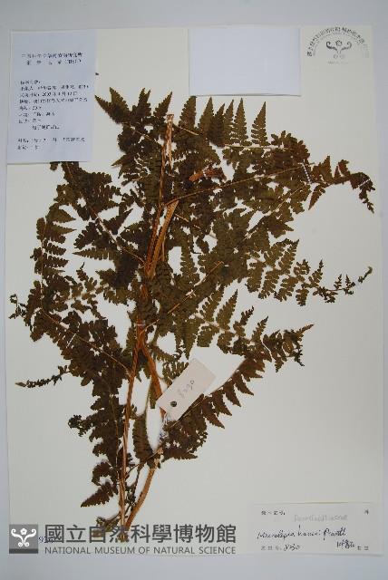 華南鱗蓋蕨藏品圖，第1張