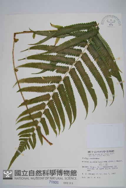 大葉毛蕨藏品圖，第1張