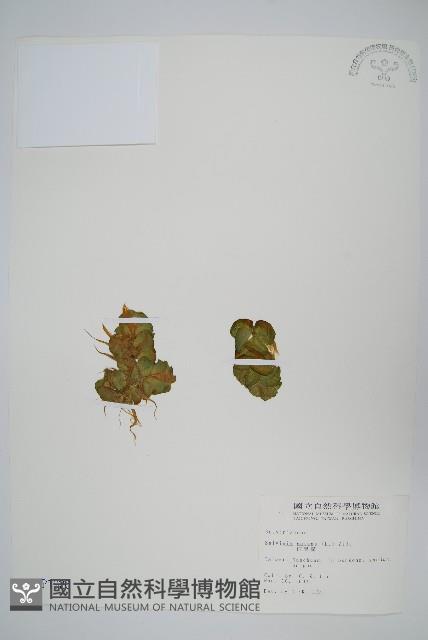 人厭槐葉蘋、速生槐葉蘋藏品圖，第1張