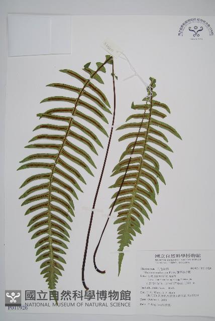 雉尾烏毛蕨藏品圖，第1張