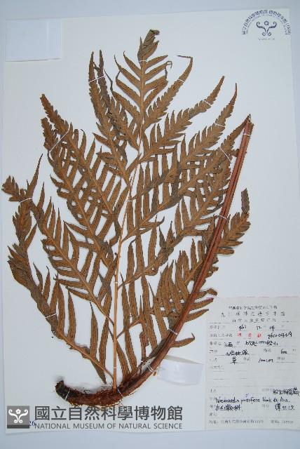 東方狗脊蕨藏品圖，第1張