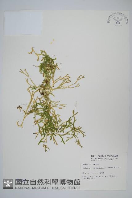 日本卷柏藏品圖，第1張