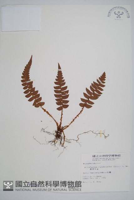 鞭葉耳蕨藏品圖，第1張