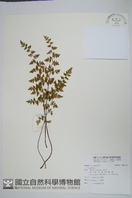 登錄號:P010126藏品圖，第1張