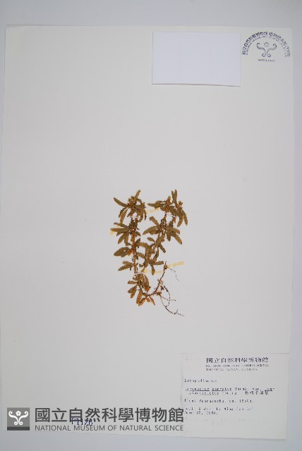 長柄千層塔藏品圖，第1張