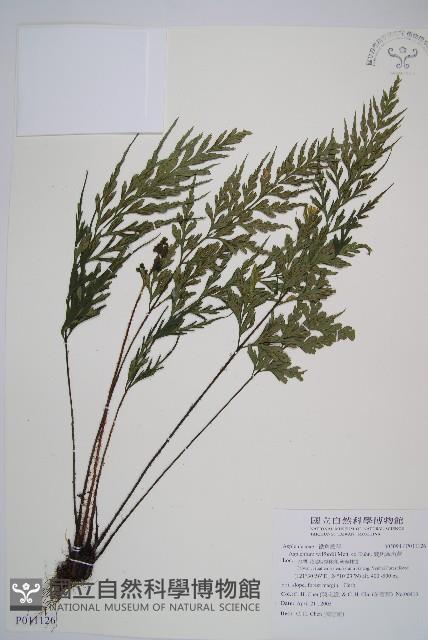 威氏鐵角蕨藏品圖，第1張